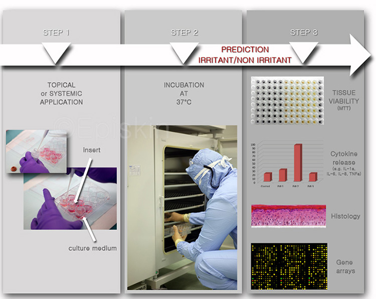 EPISKIN In Vitro Test Approach Multiple And Safety Scrrening